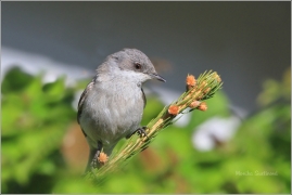 <p>PĚNICE POKŘOVNÍ (Sylvia curruca) /Lesser whitethroat - Klappergrasmücke/</p>